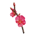Red Cherry Blossom Branch