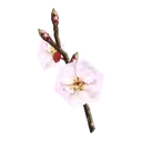 White Cherry Blossom Branch